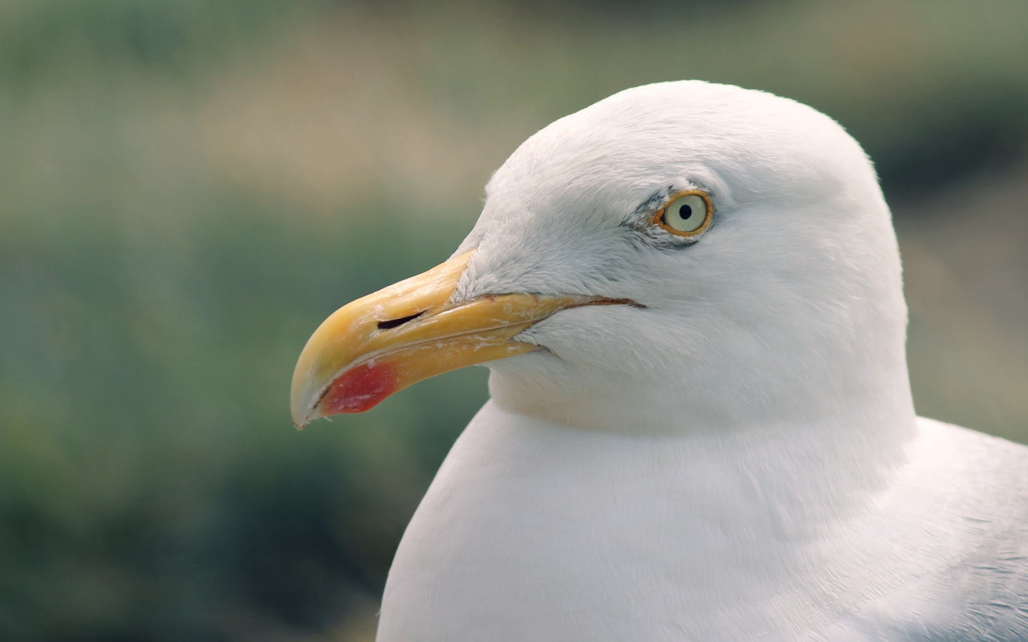 Голова белой чайки с острым клювом
