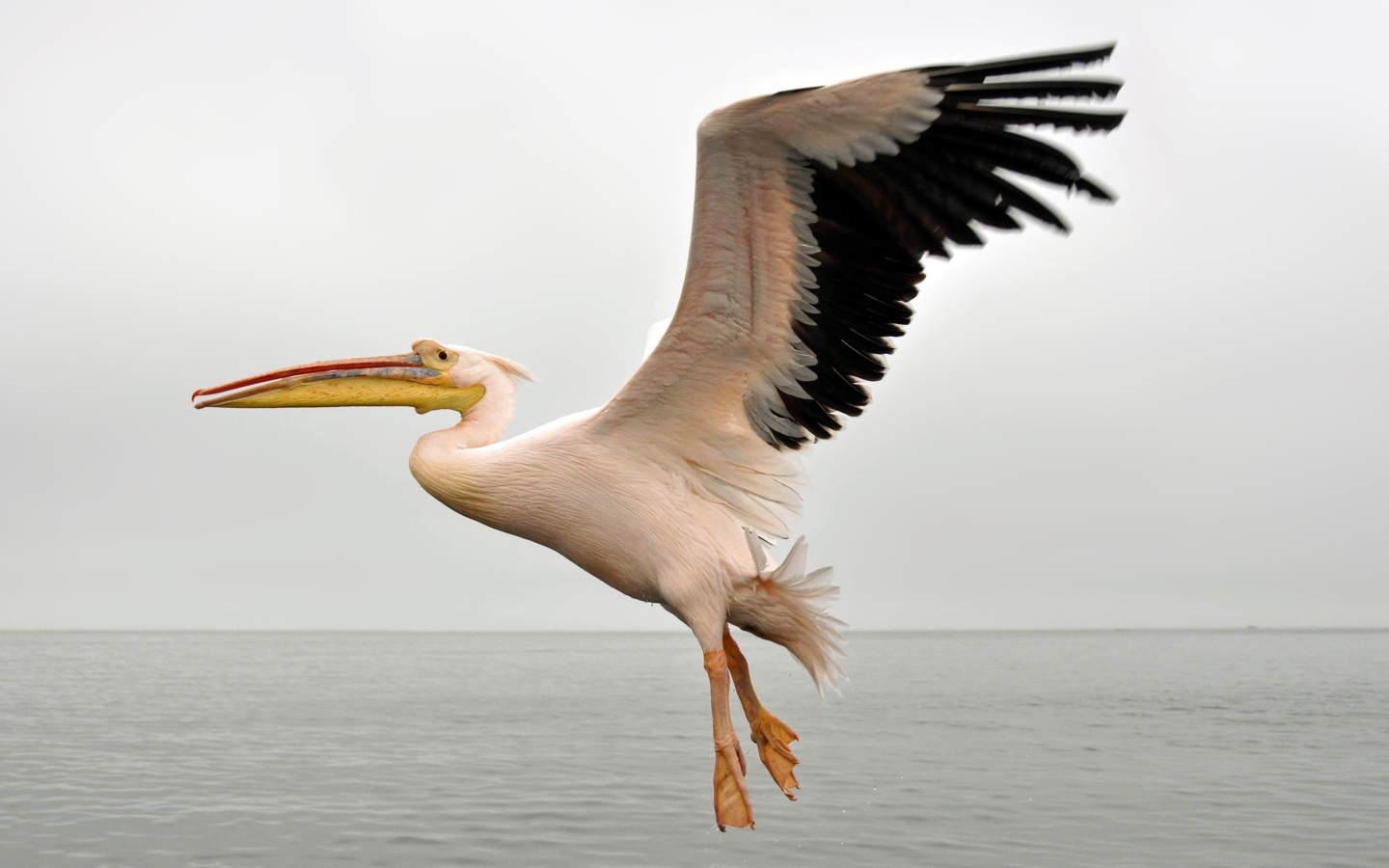 Большой пеликан с черными крыльями над водой 