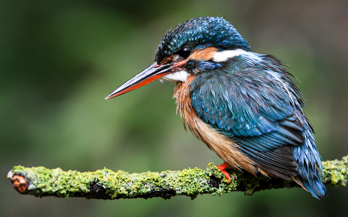 Little kingfisher sitting on a moss-covered branch