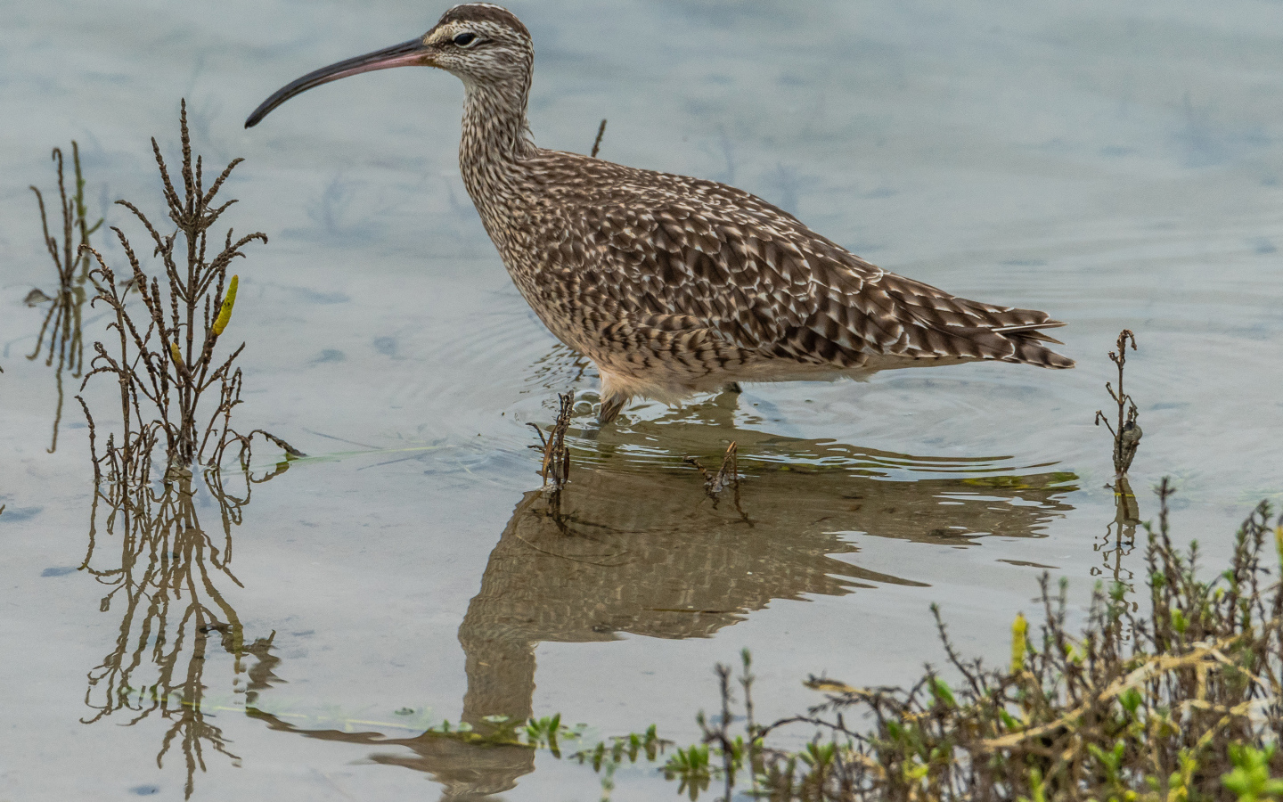 Длинноклювый кроншнеп в воде ловит рыбу