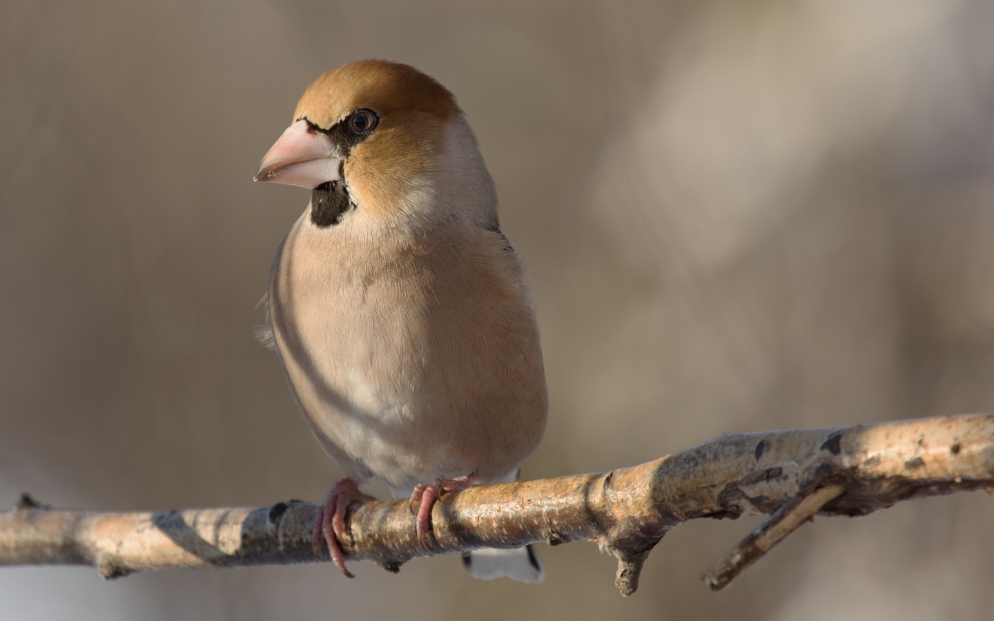 Маленькая птица дубонос сидит на ветке дерева
