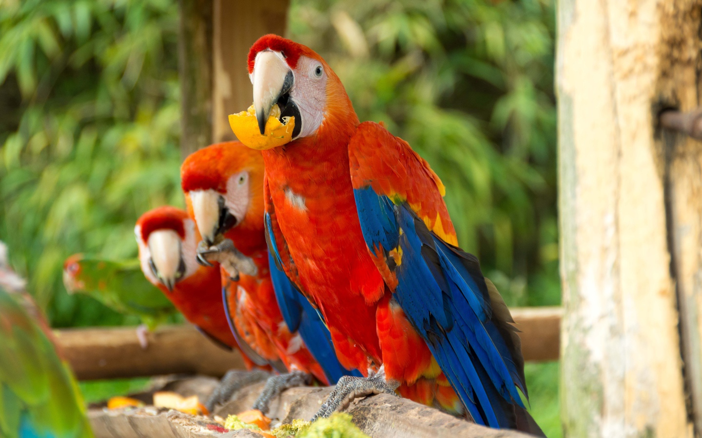 Три красных попугая ара сидит на ветке