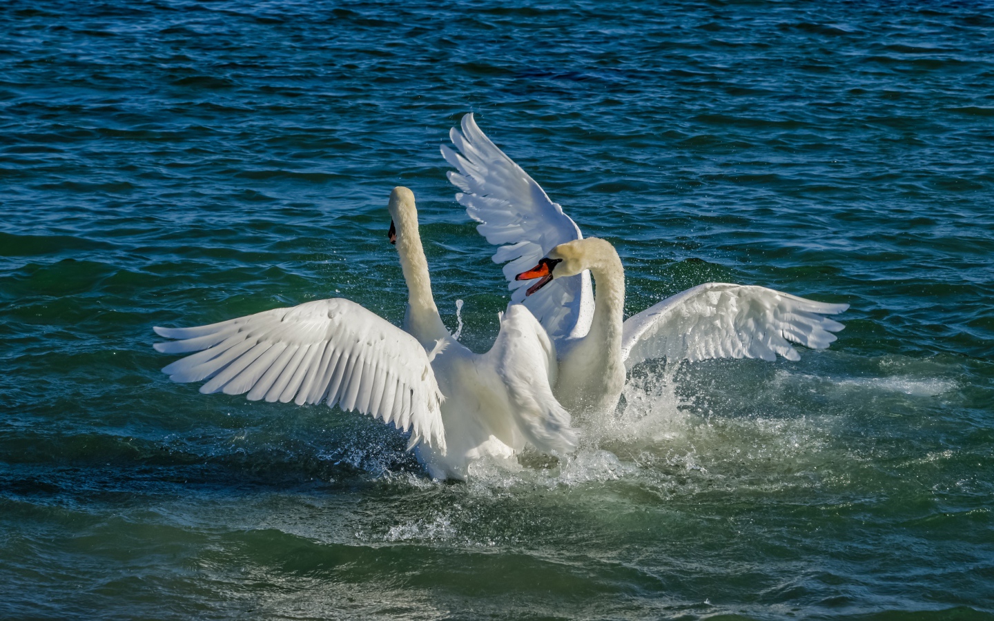Два белых лебедя в брызгах воды в озере
