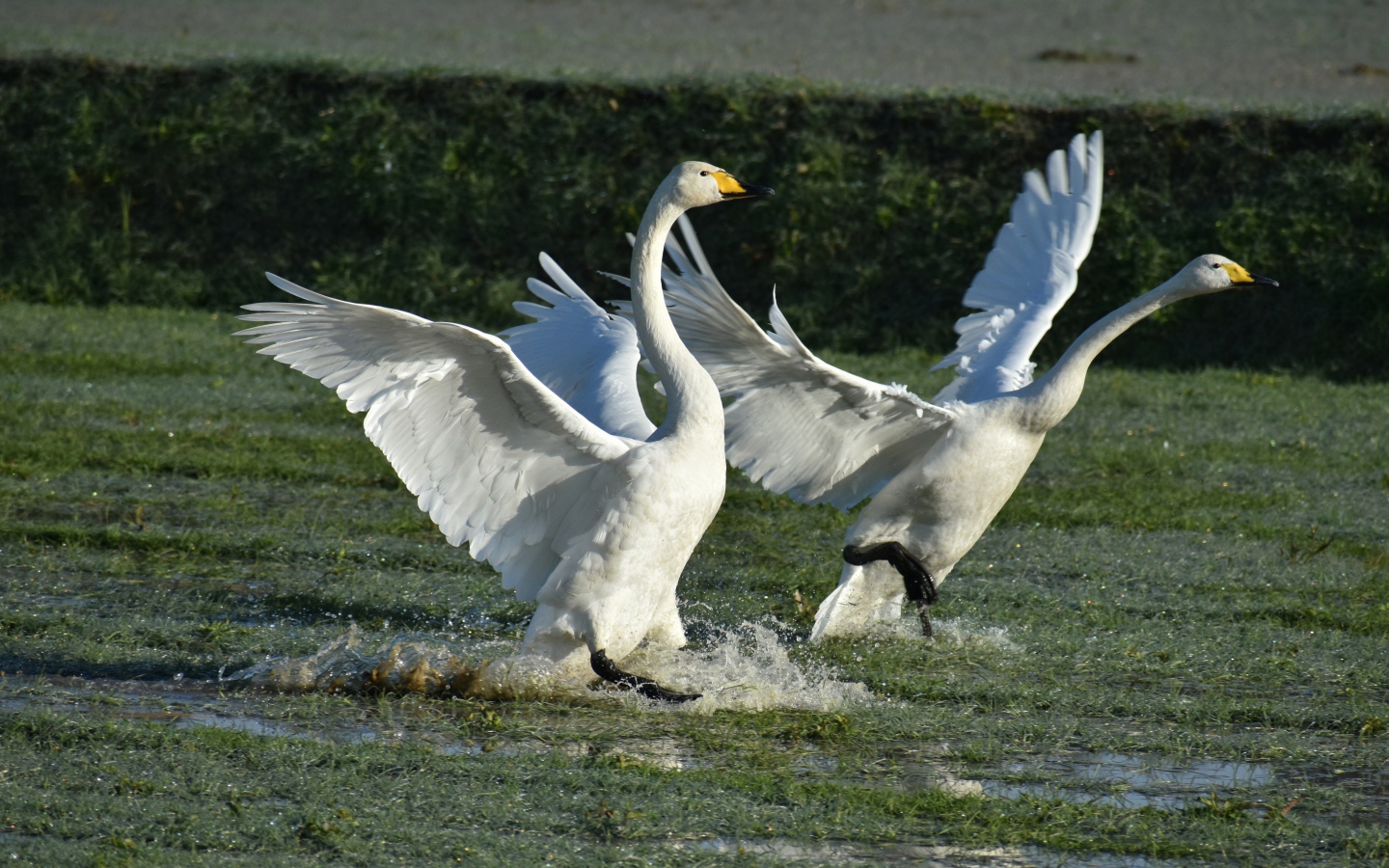 Два белых лебедя взлетают с воды