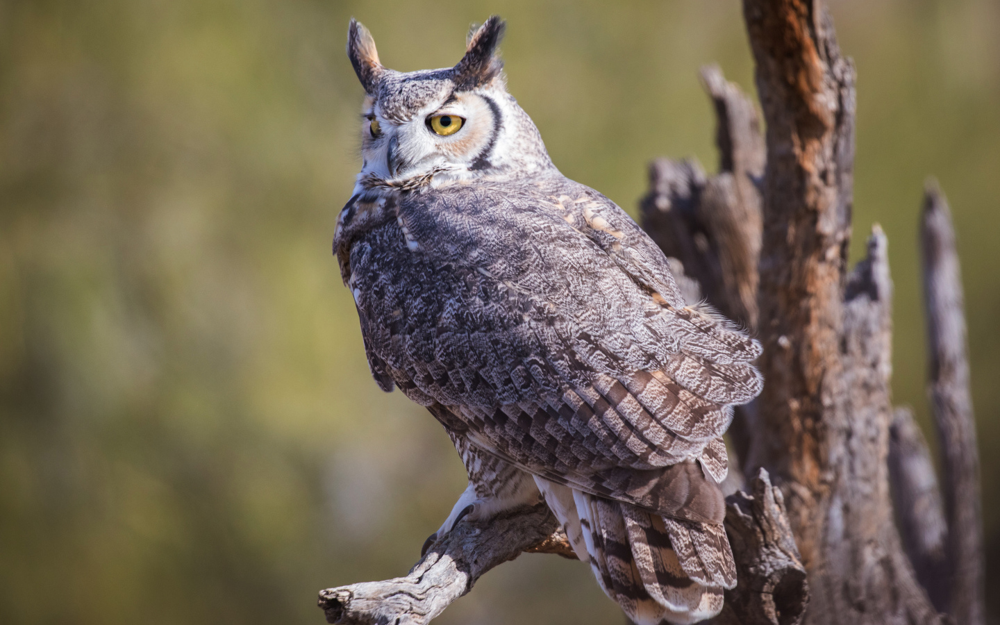 Виргинский филин сидит на ветке 