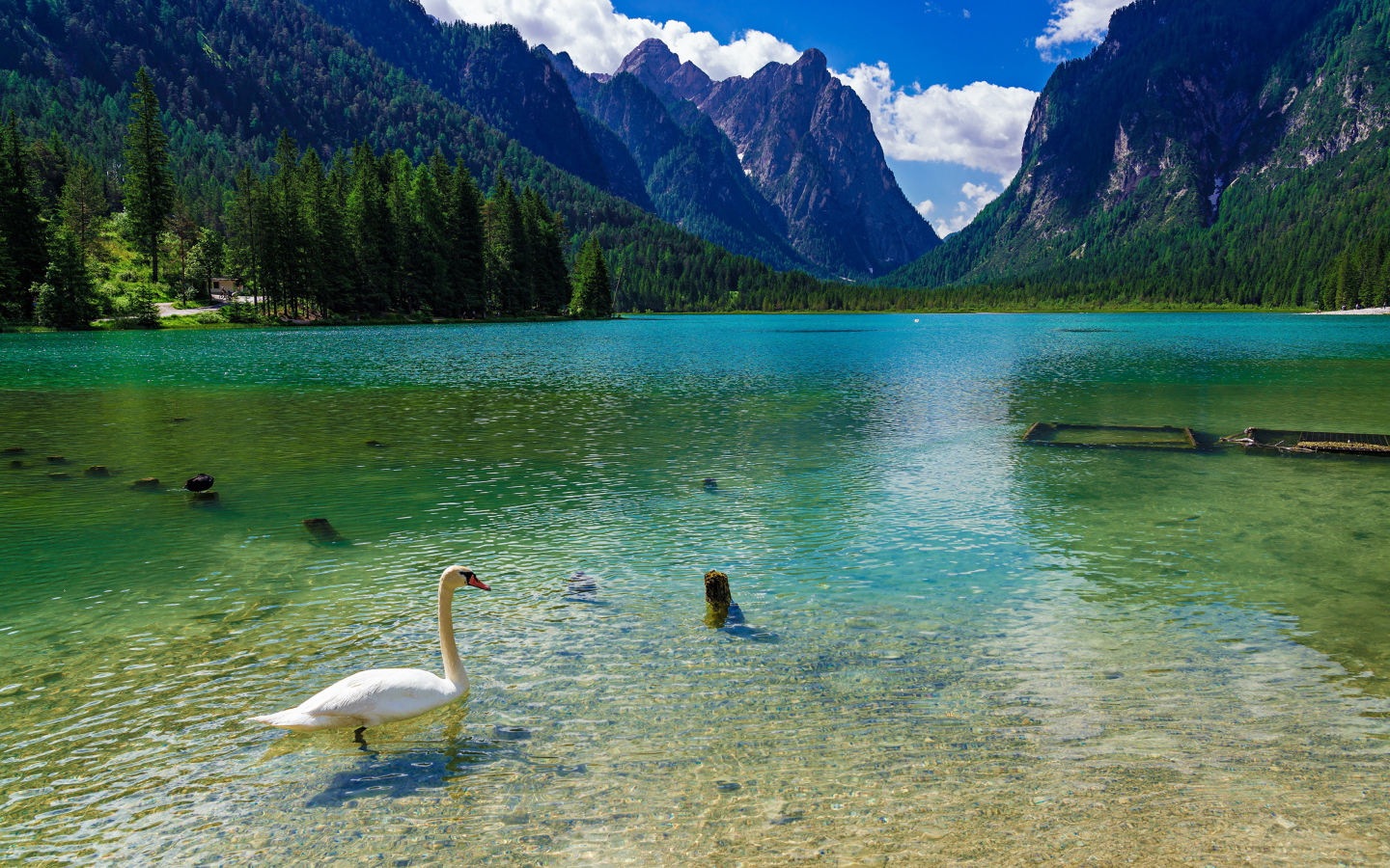 Белый лебедь плавает в горном озере