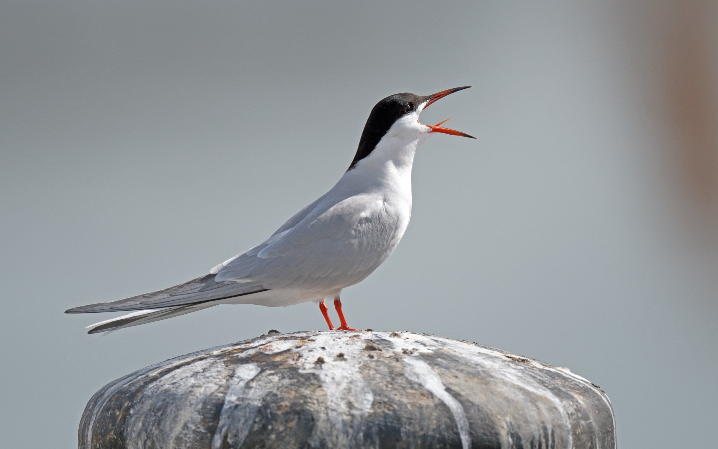 Белая крачка с открытым клювом на камне