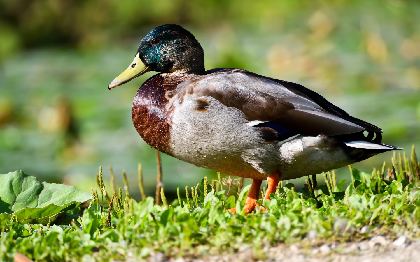 Дикий селезень на траве в лучах солнца