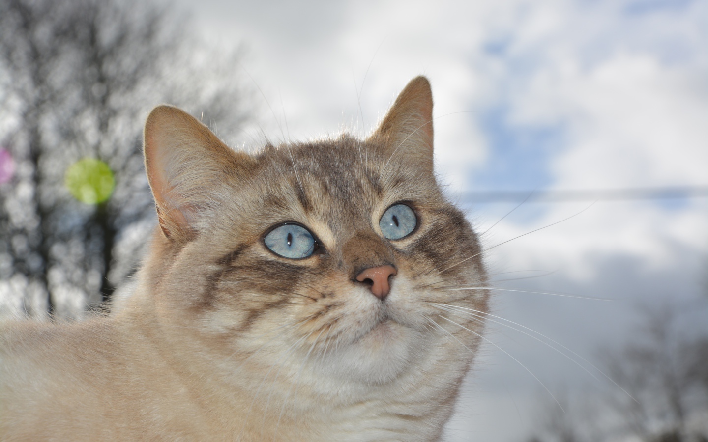 Красивые голубые глаза у кошки