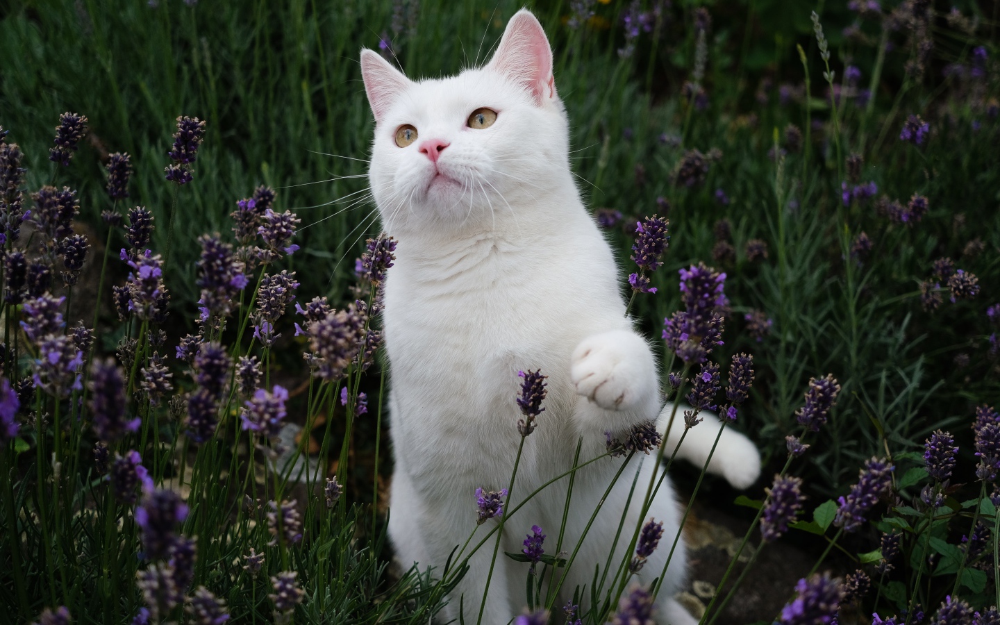 Красивый белый кот сидит в цветах лаванды