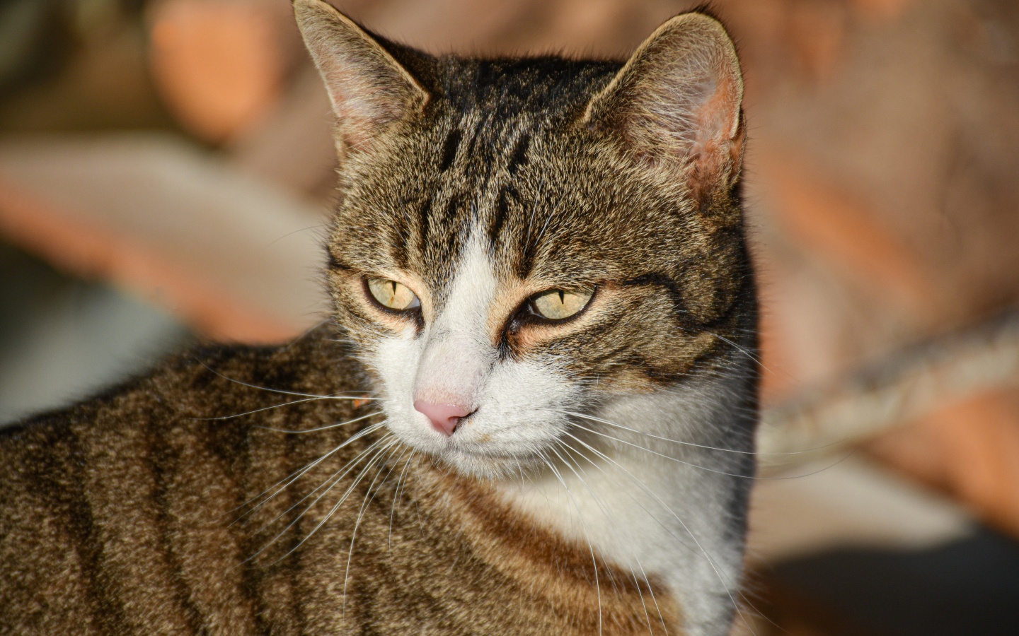 Голова серого кота с розовым носом