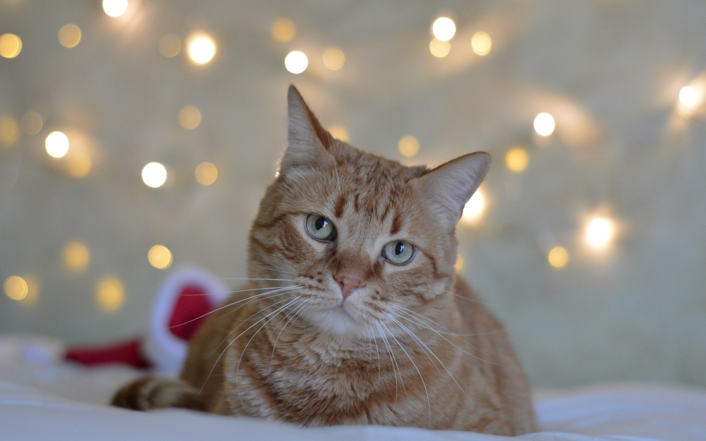 Грустный рыжий кот на фоне стены 