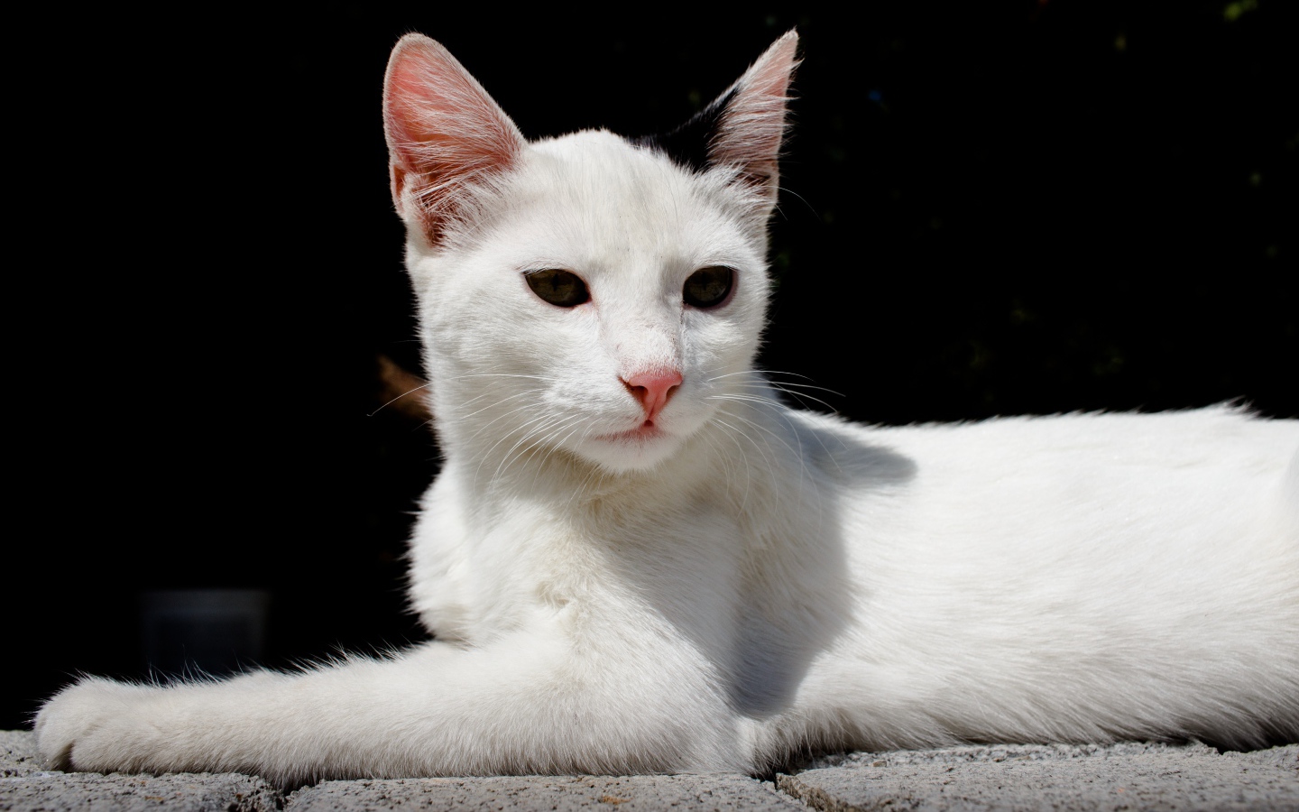 Белый кот спит на камнях на черном фоне