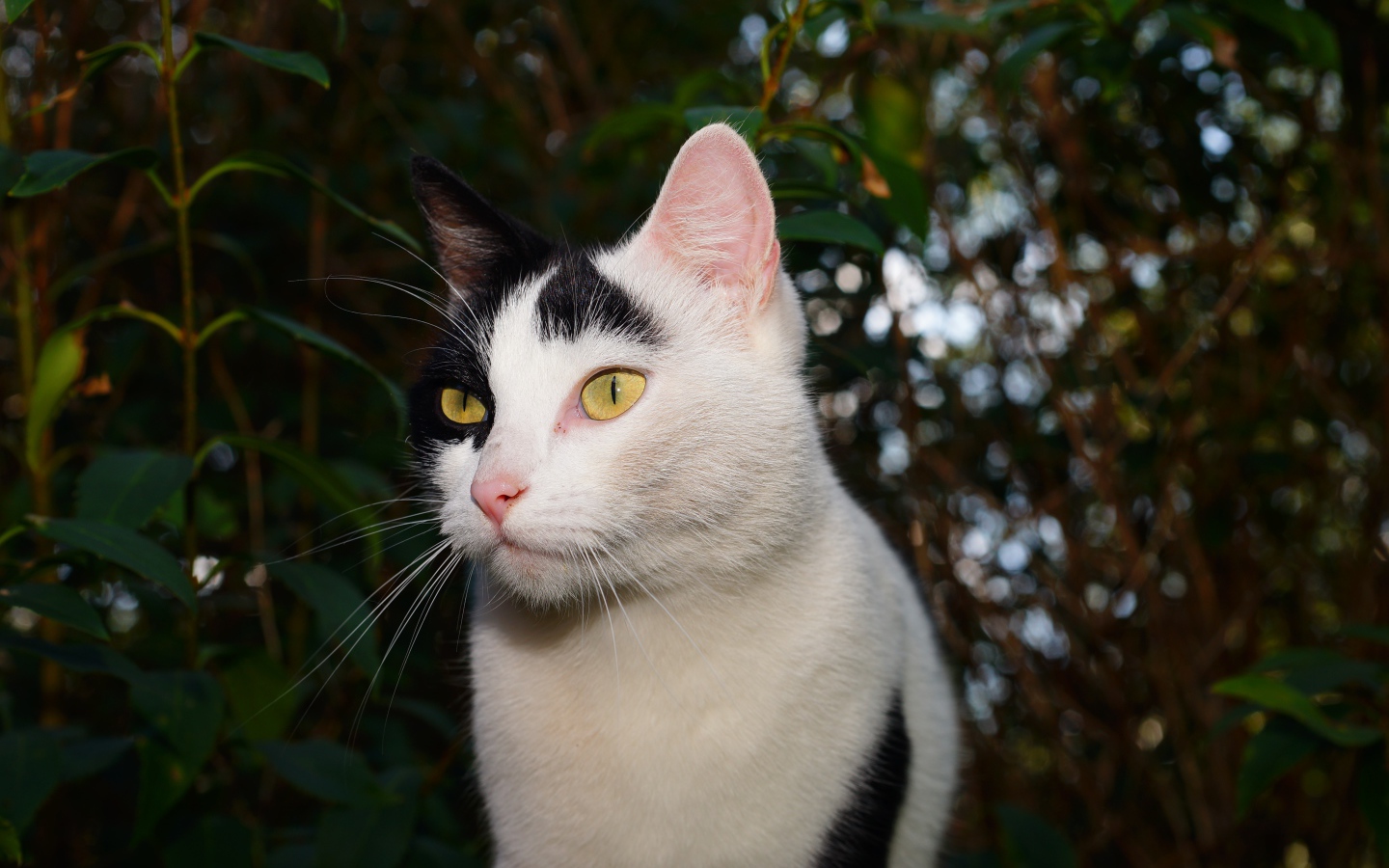 Белый с черными пятнами кот в саду