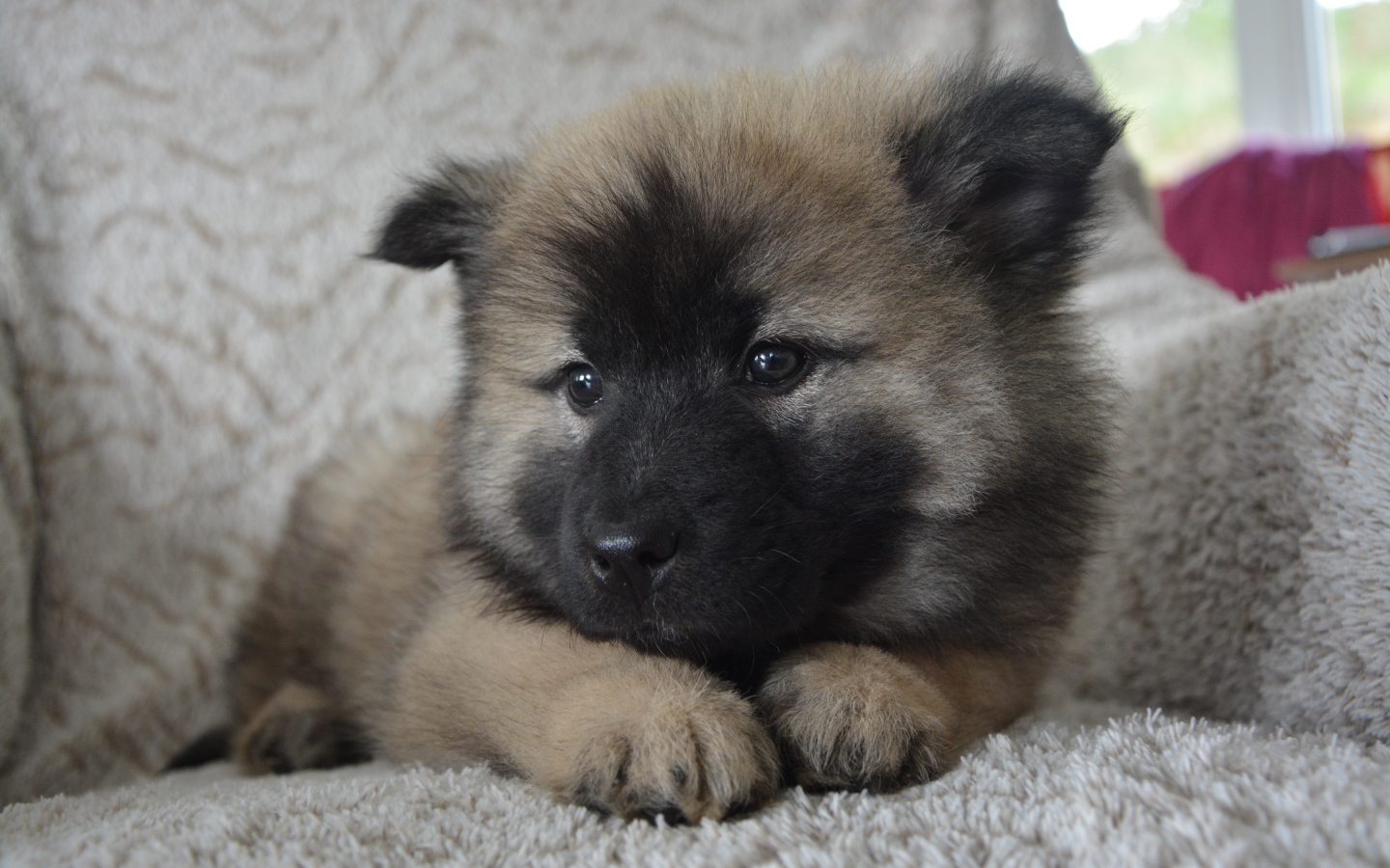 Щенок акита ину лежит на кресле 