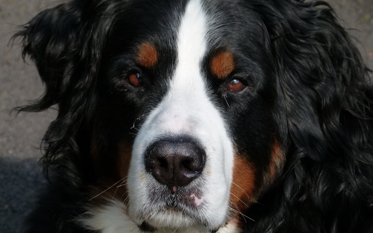Бернский зенненхунд крупным планом 