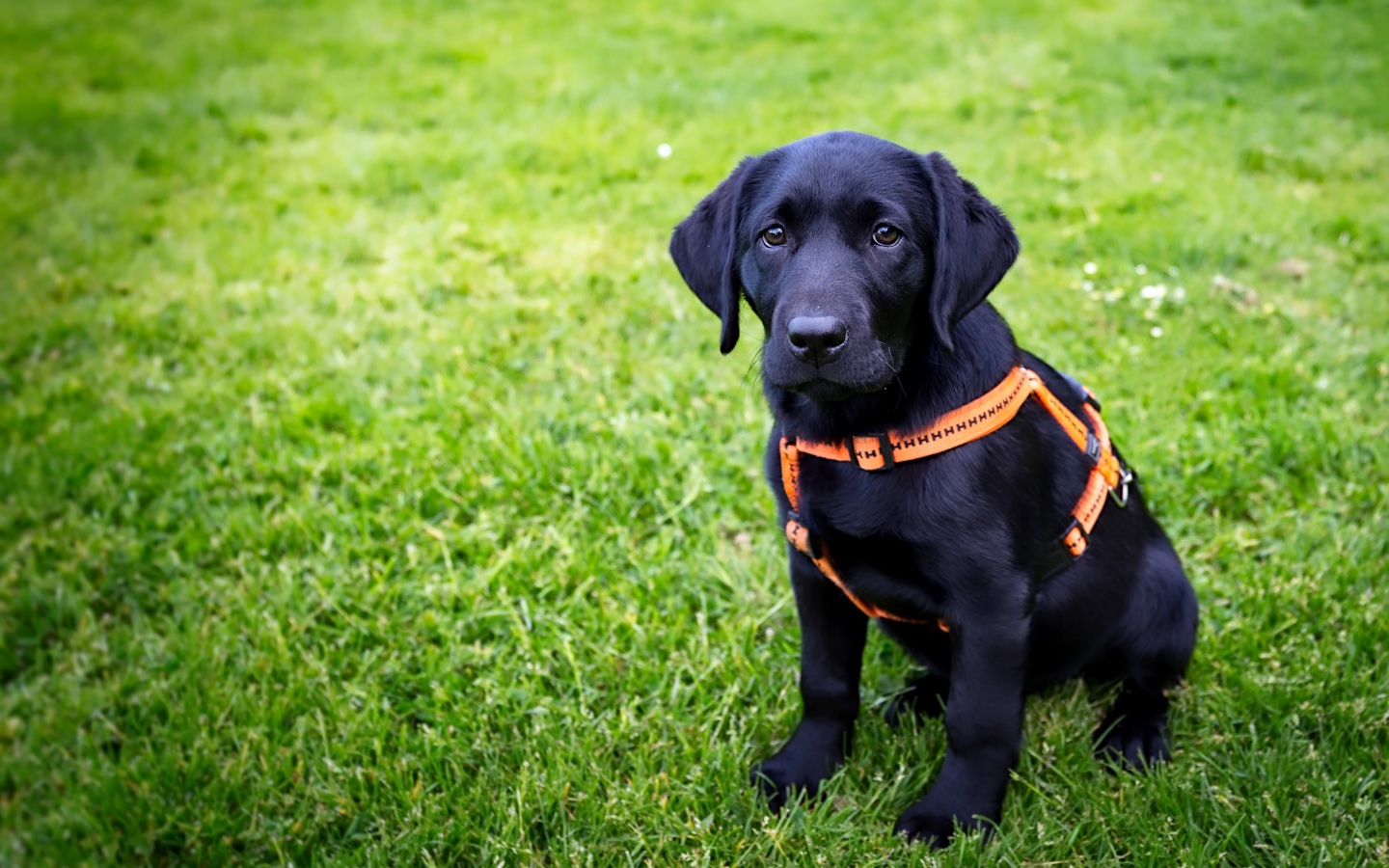 Большой черный лабрадор сидит на зеленой траве 