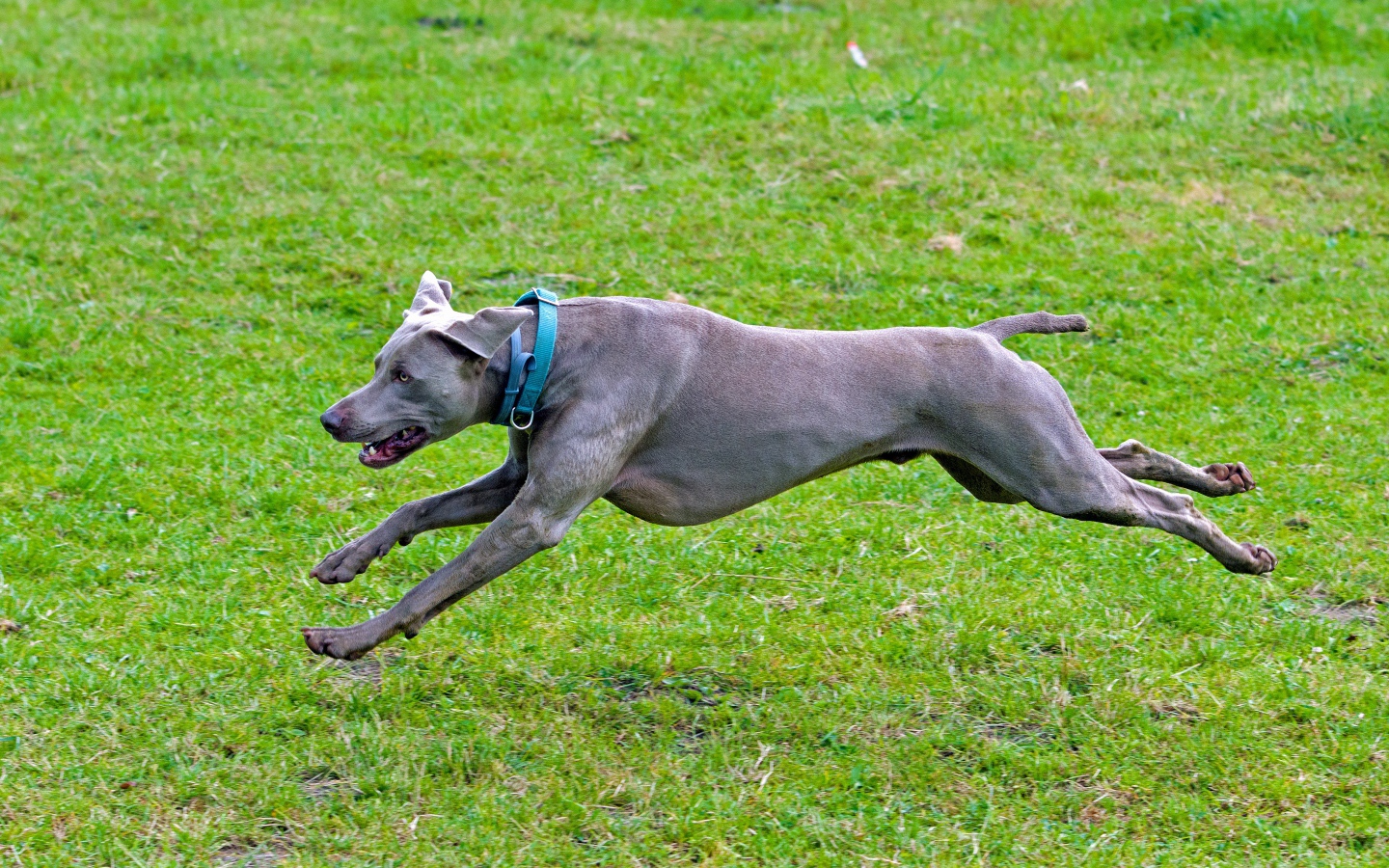 Большой серый Веймаранер бежит по зеленой траве 
