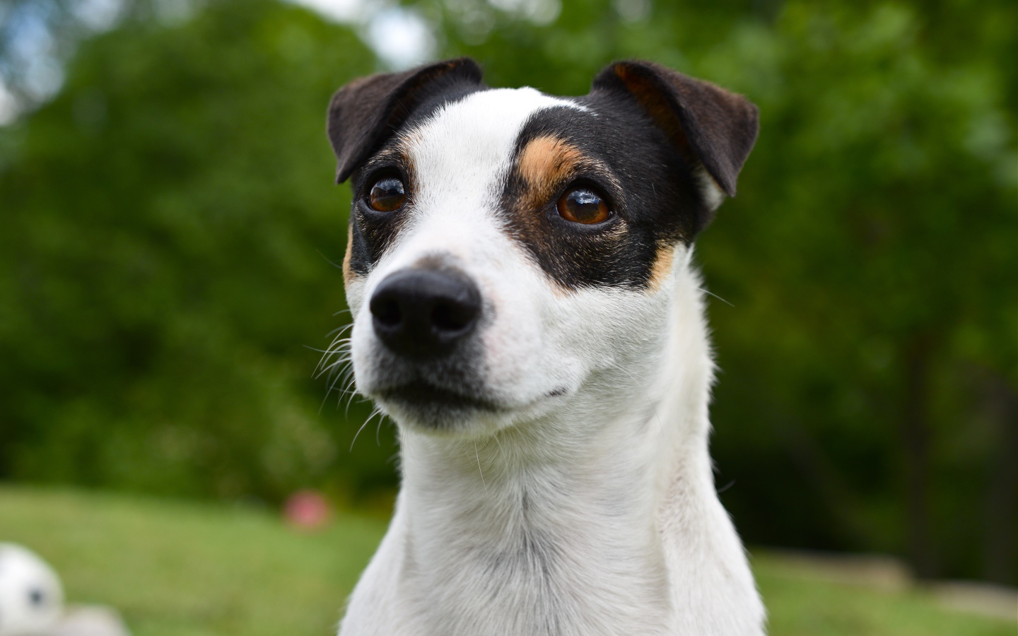 Смешной джек рассел животных терьер