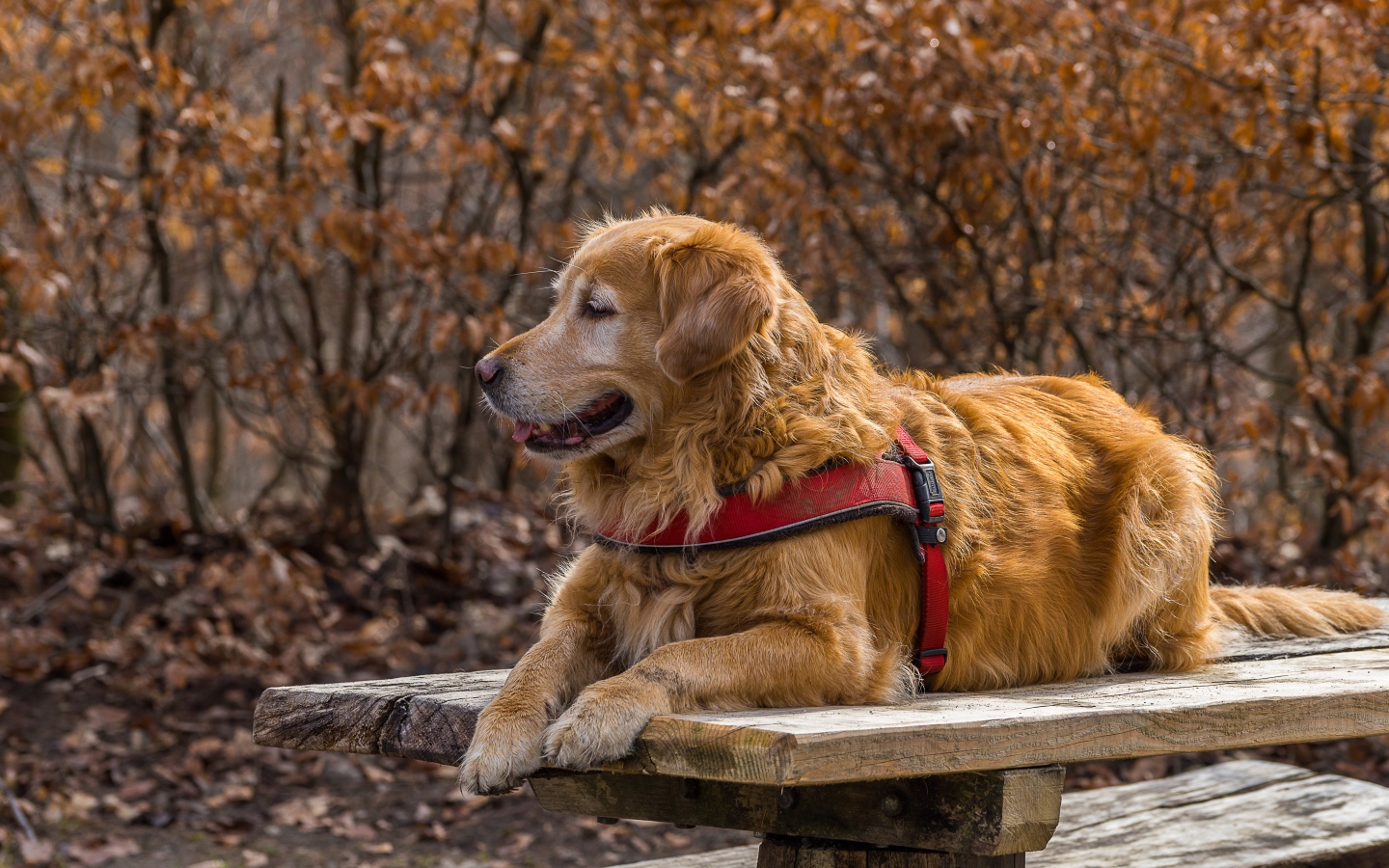 Золотистый ретривер с высунутым языком лежит на столе 