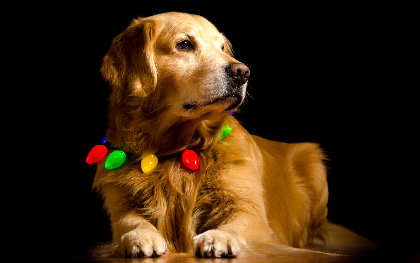 Золотистый ретривер с ошейником на черном фоне