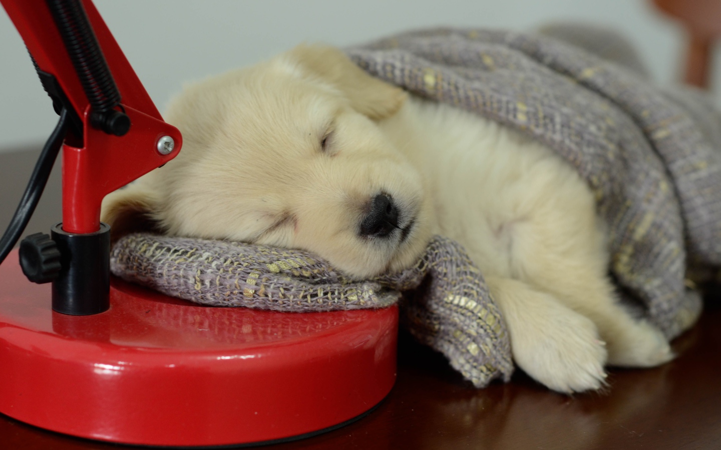 Маленький щенок золотистого ретривера спит на столе с лампой