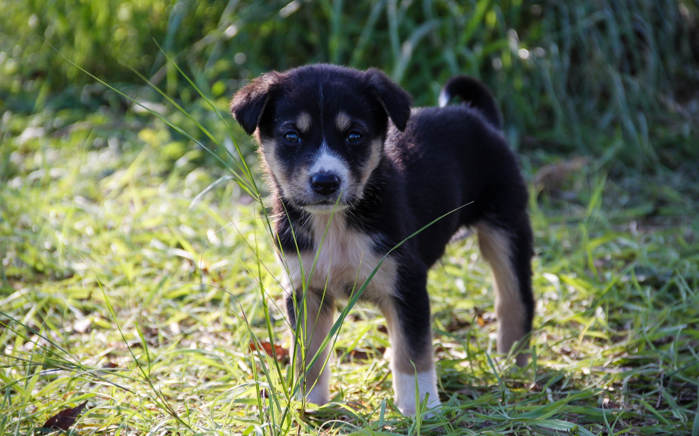 Маленький щенок стоит на зеленой траве
