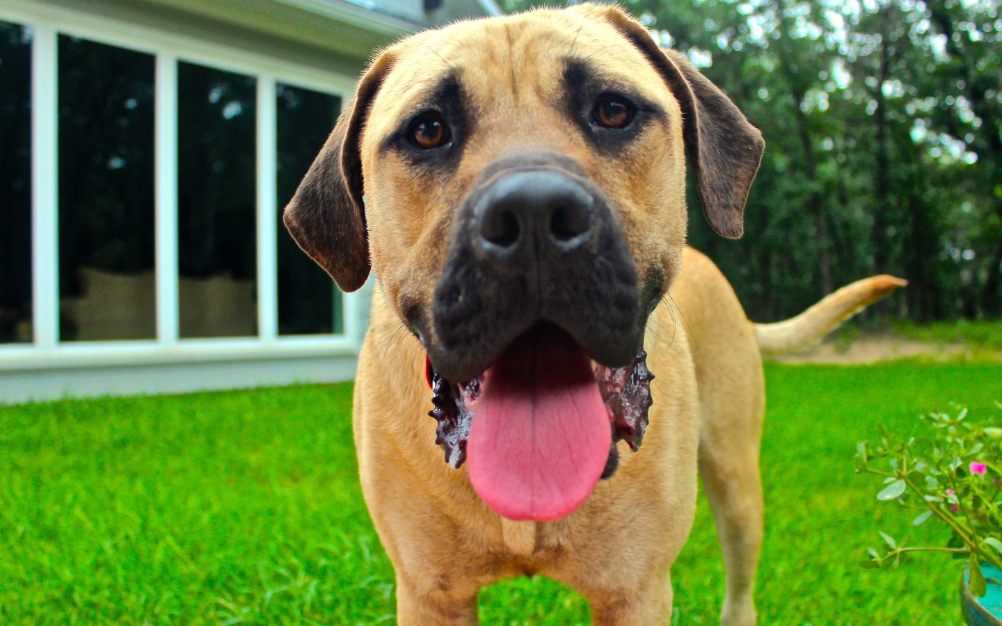 Родезийский риджбек с высунутым языком