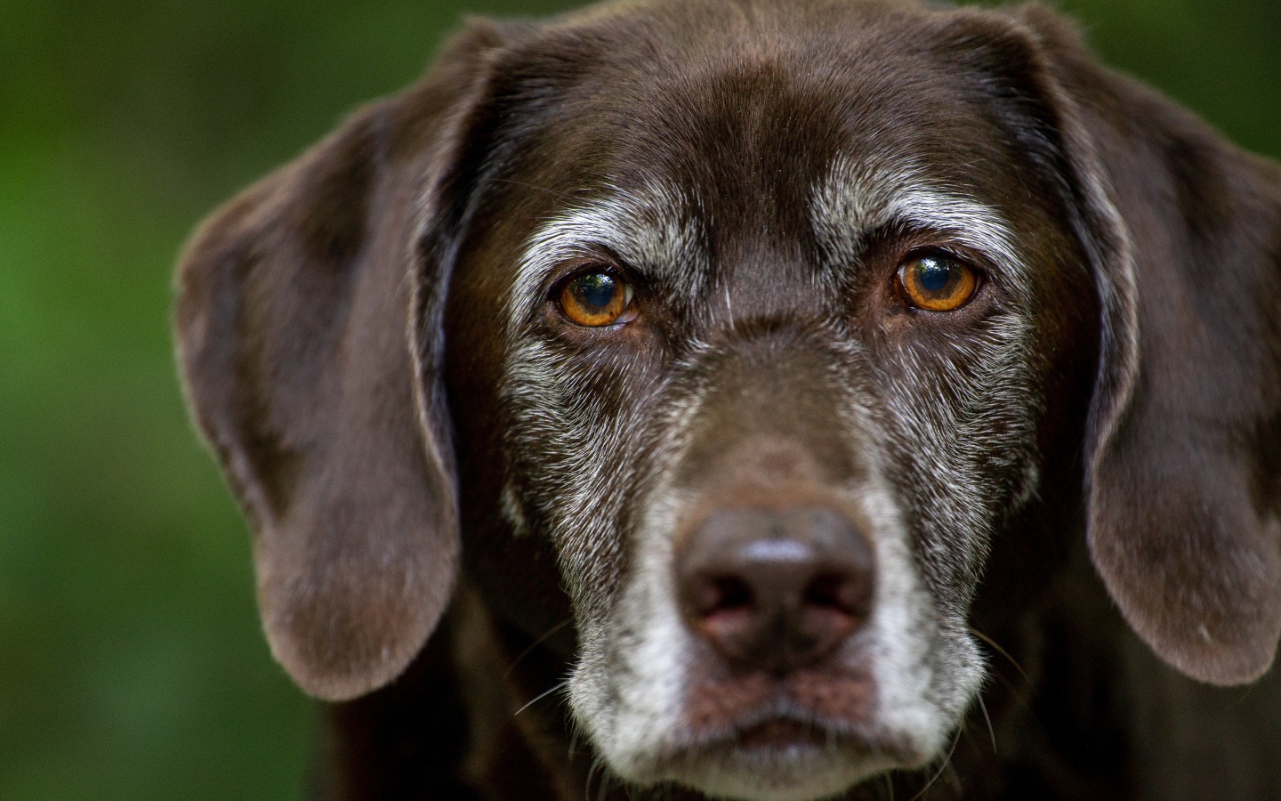 Грустные глаза старого лабрадора