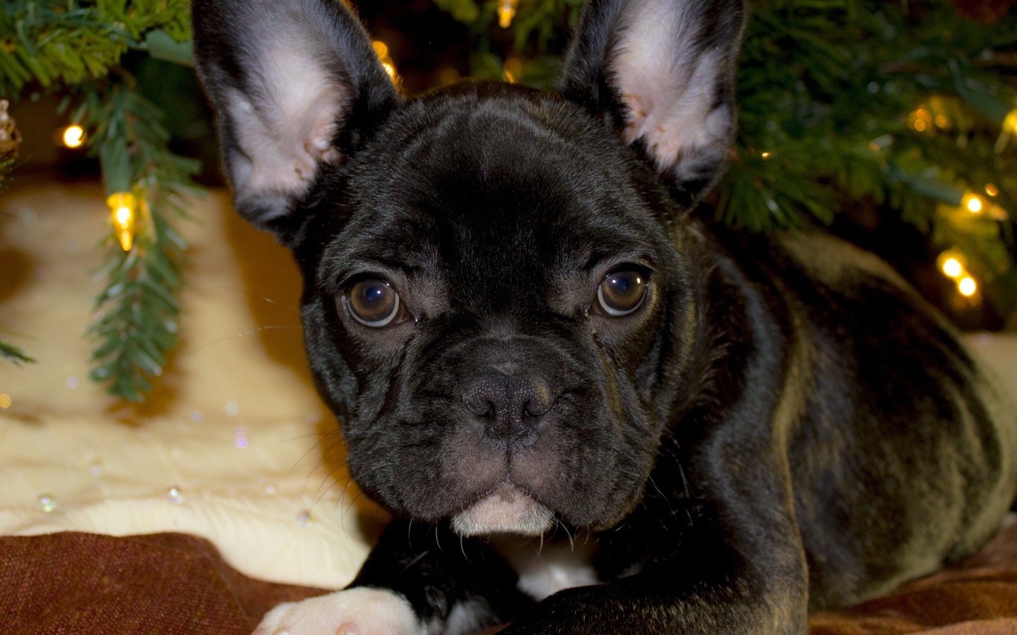 Маленький черный французский бульдог лежит под елкой