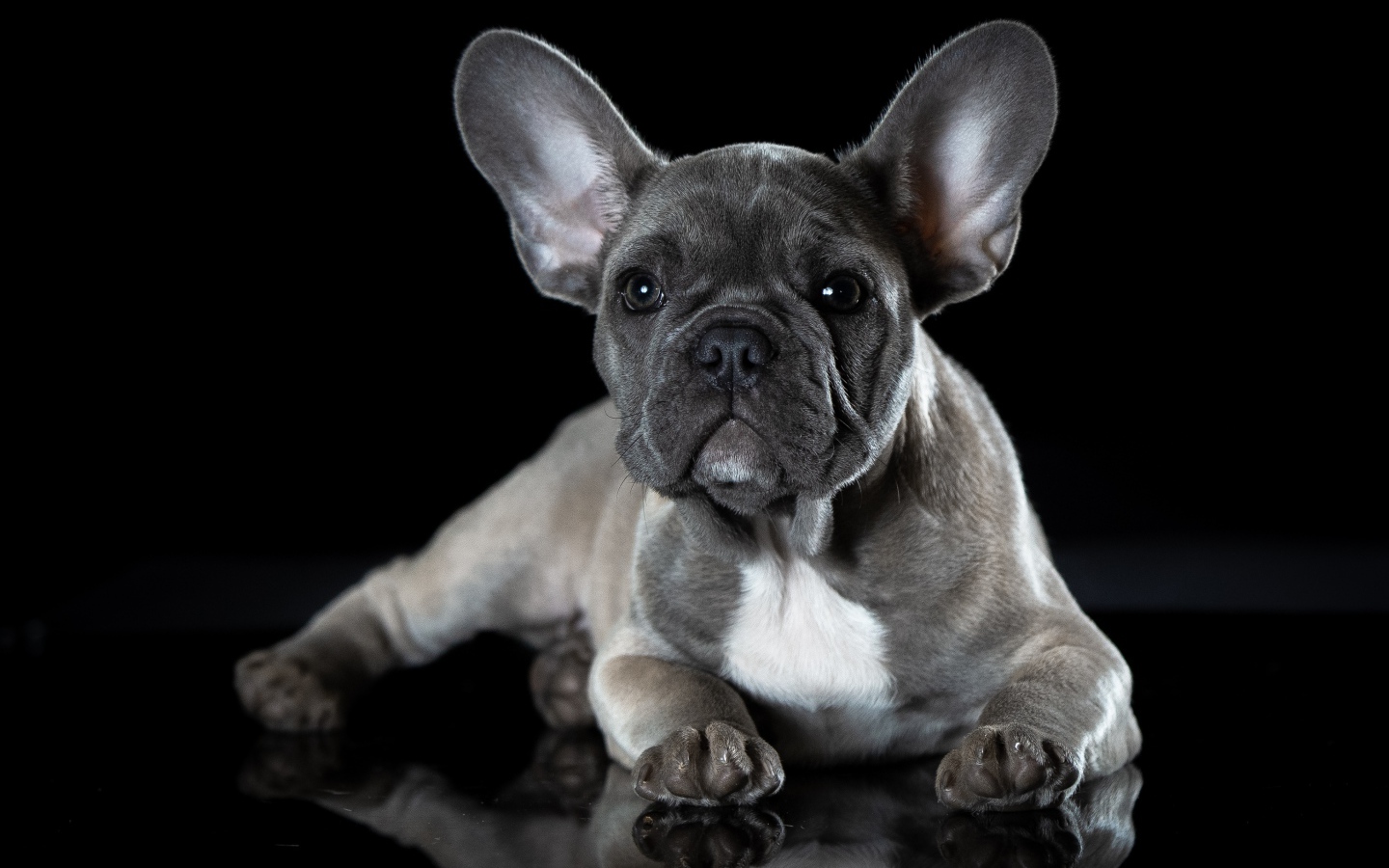 Маленький щенок французского бульдога с большими ушами на черном фоне