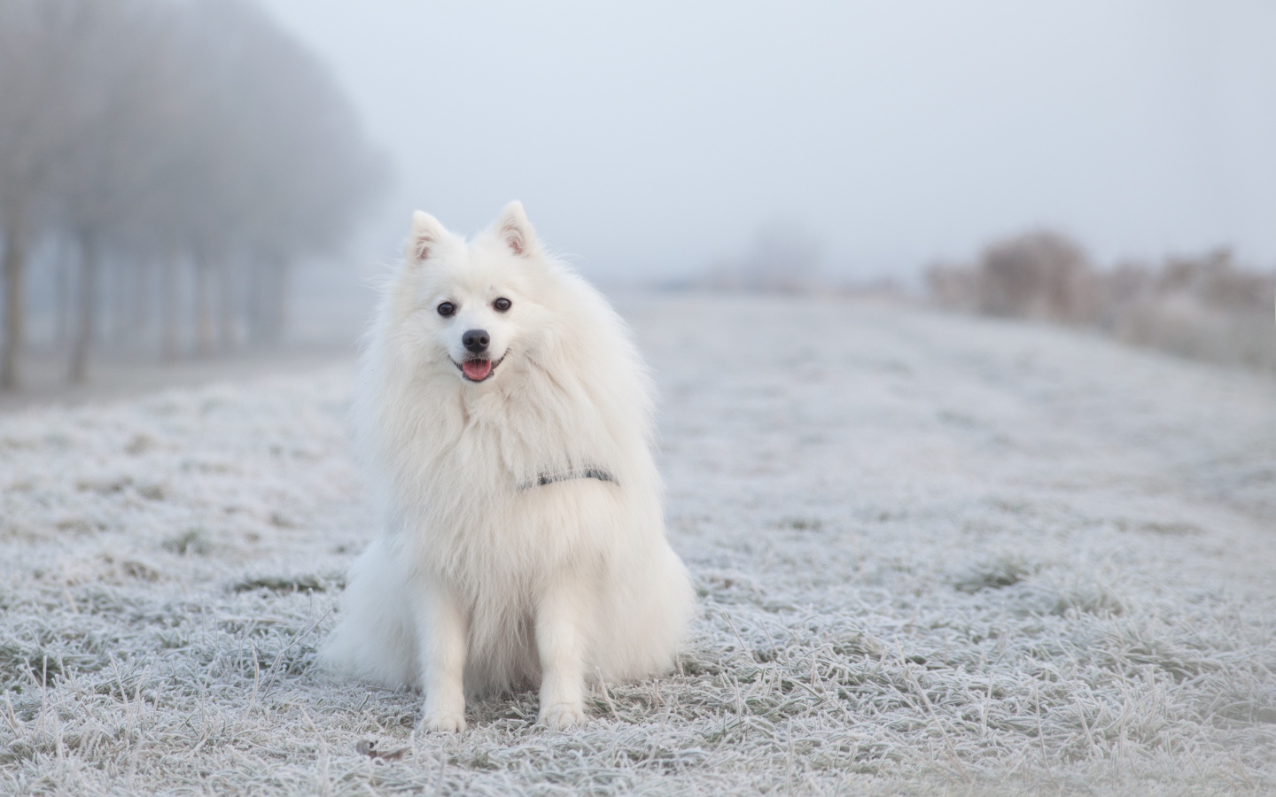 Белый пушистый шпиц сидит на покрытой инеем траве