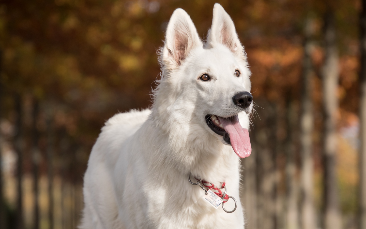 Белая овчарка с высунутым языком 
