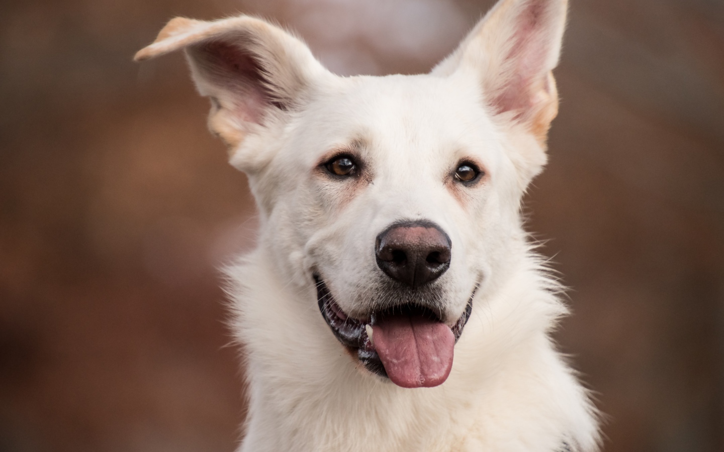 Белая овчарка с высунутым языком крупным планом