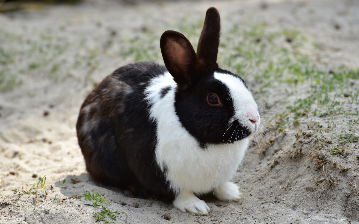 Черно-белый кролик сидит на песке 
