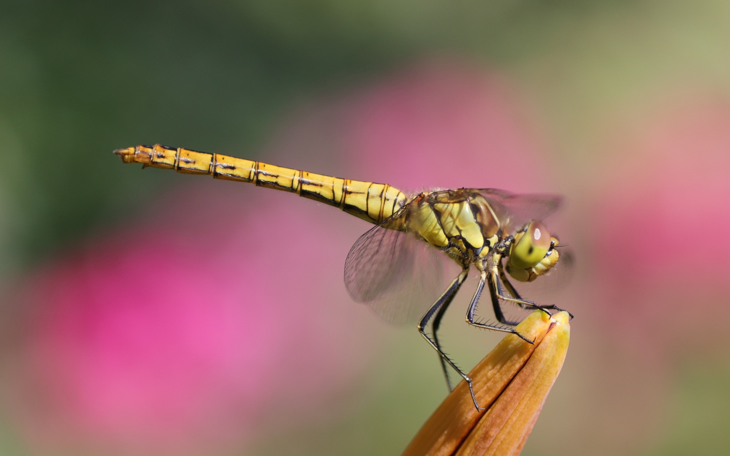 Большая стрекоза сидит на цветке лилии