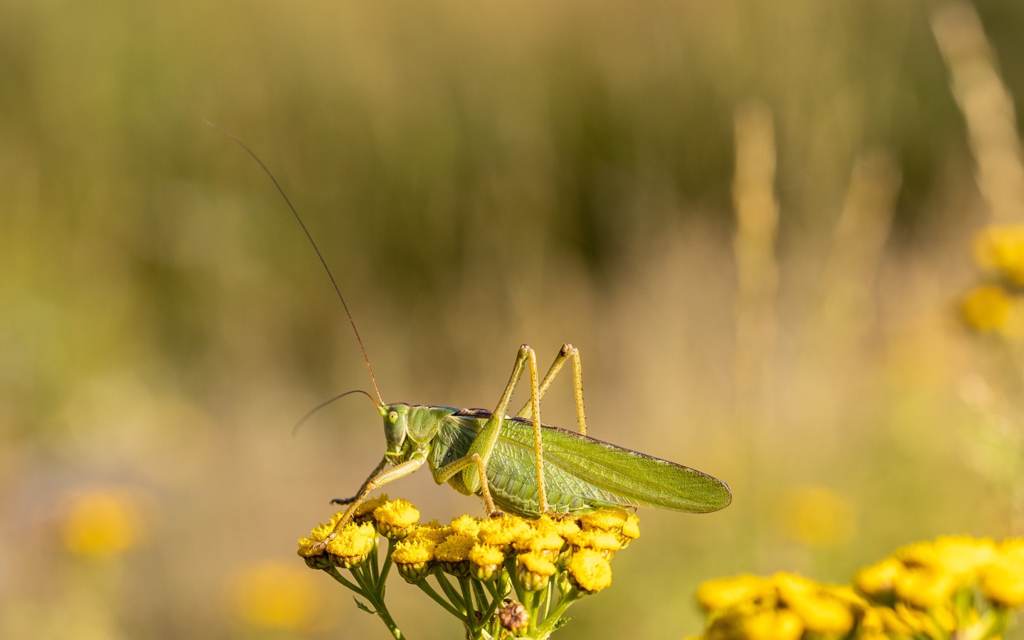 Большой зеленый кузнечик сидит на цветке пижмы