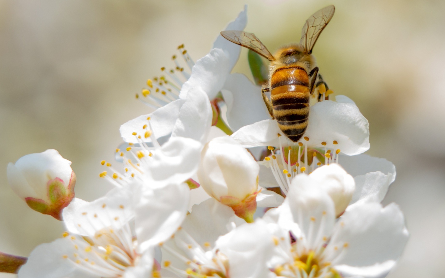 Пчела собирает нектар на цветах вишни 