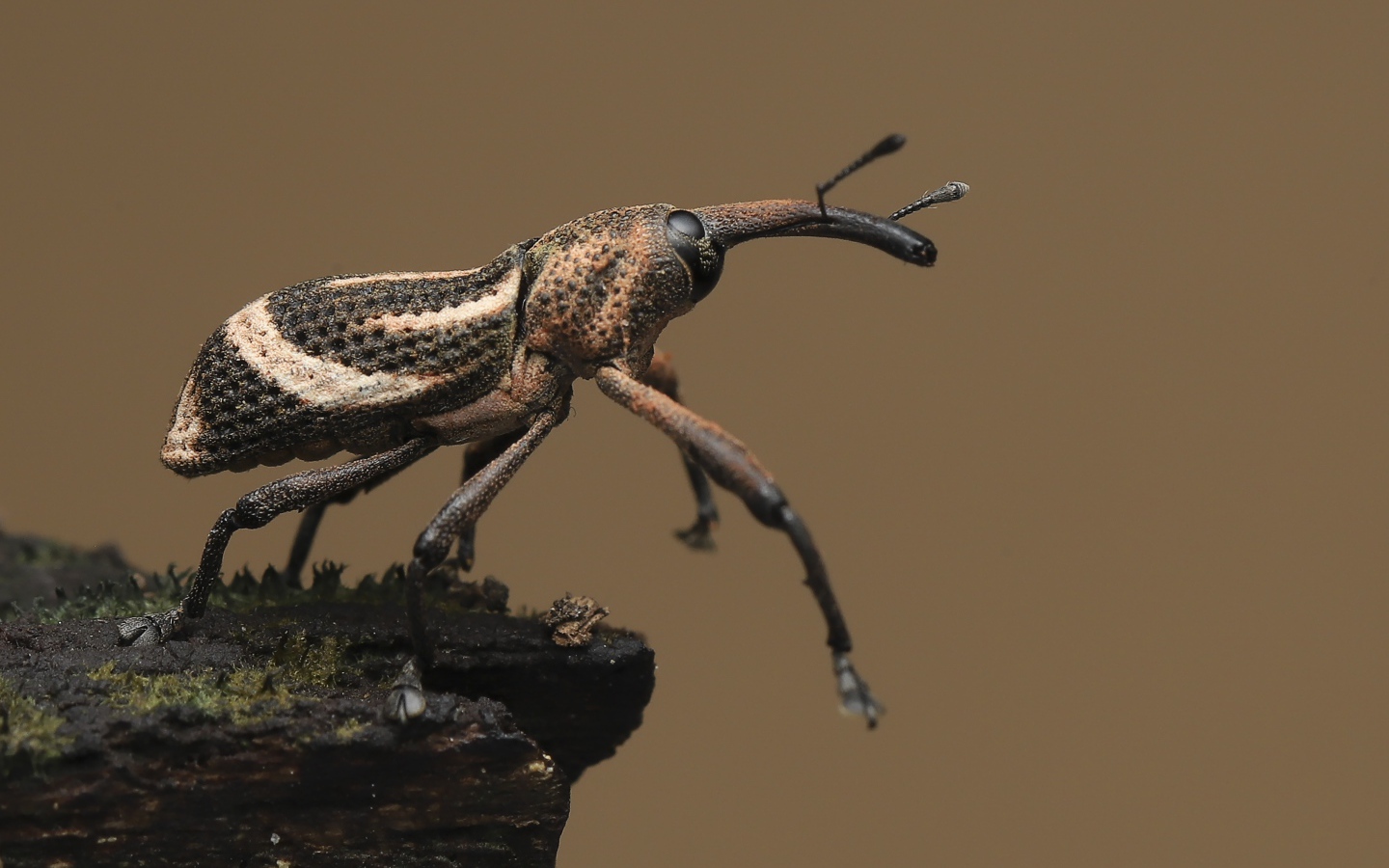 Большой жук долгоносик крупным планом