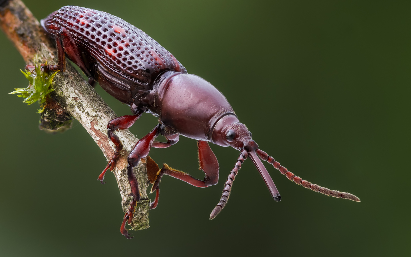 Большой коричневый жук сидит на ветке 
