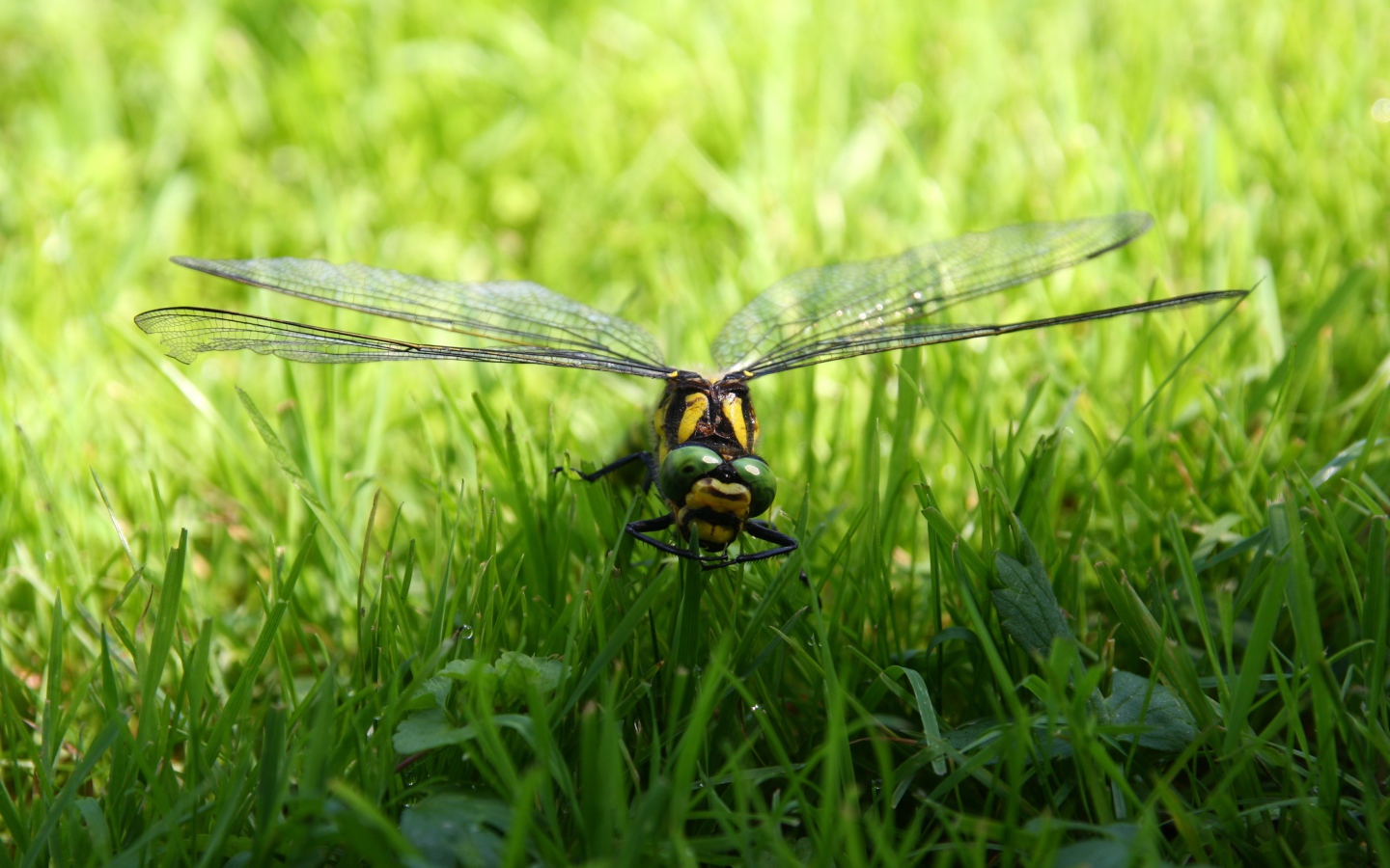 Большая стрекоза сидит на зеленой траве