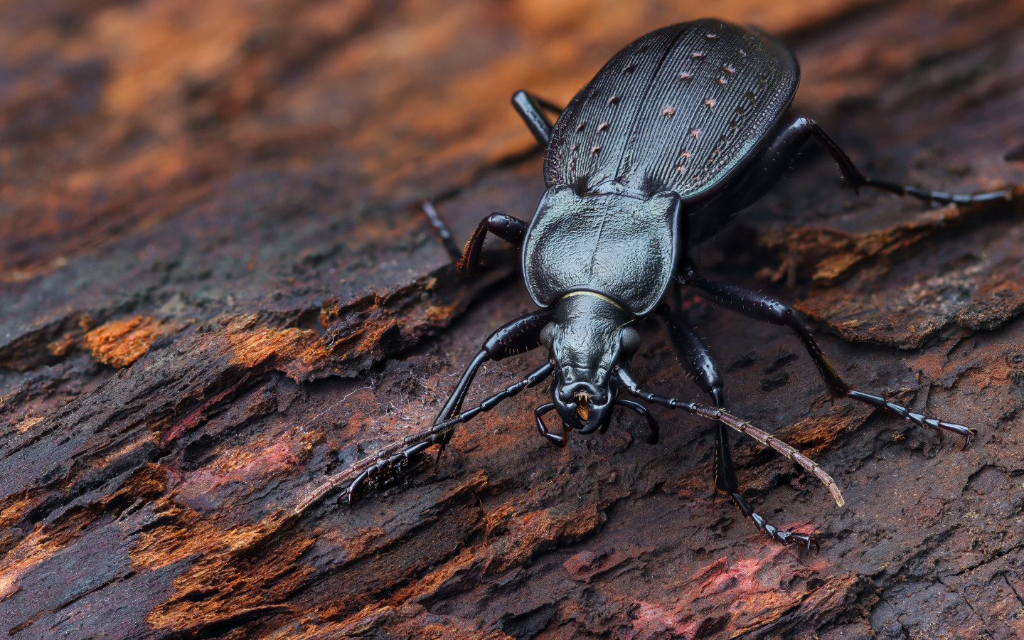 Черный жук жужелица сидит на трухлявом дереве