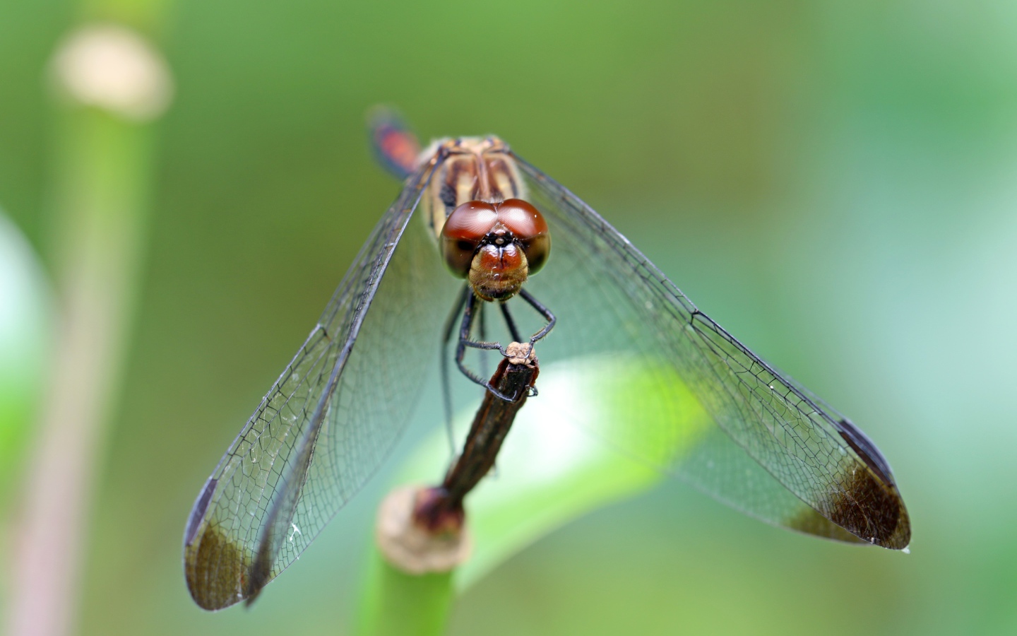 Стрекоза с прозрачными крыльями на ветке
