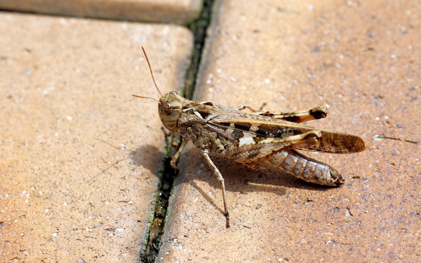 Большой серый кузнечик на плитке