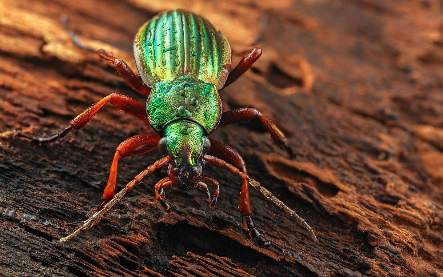 Большой зеленый жук Жужелица сидит на коряге