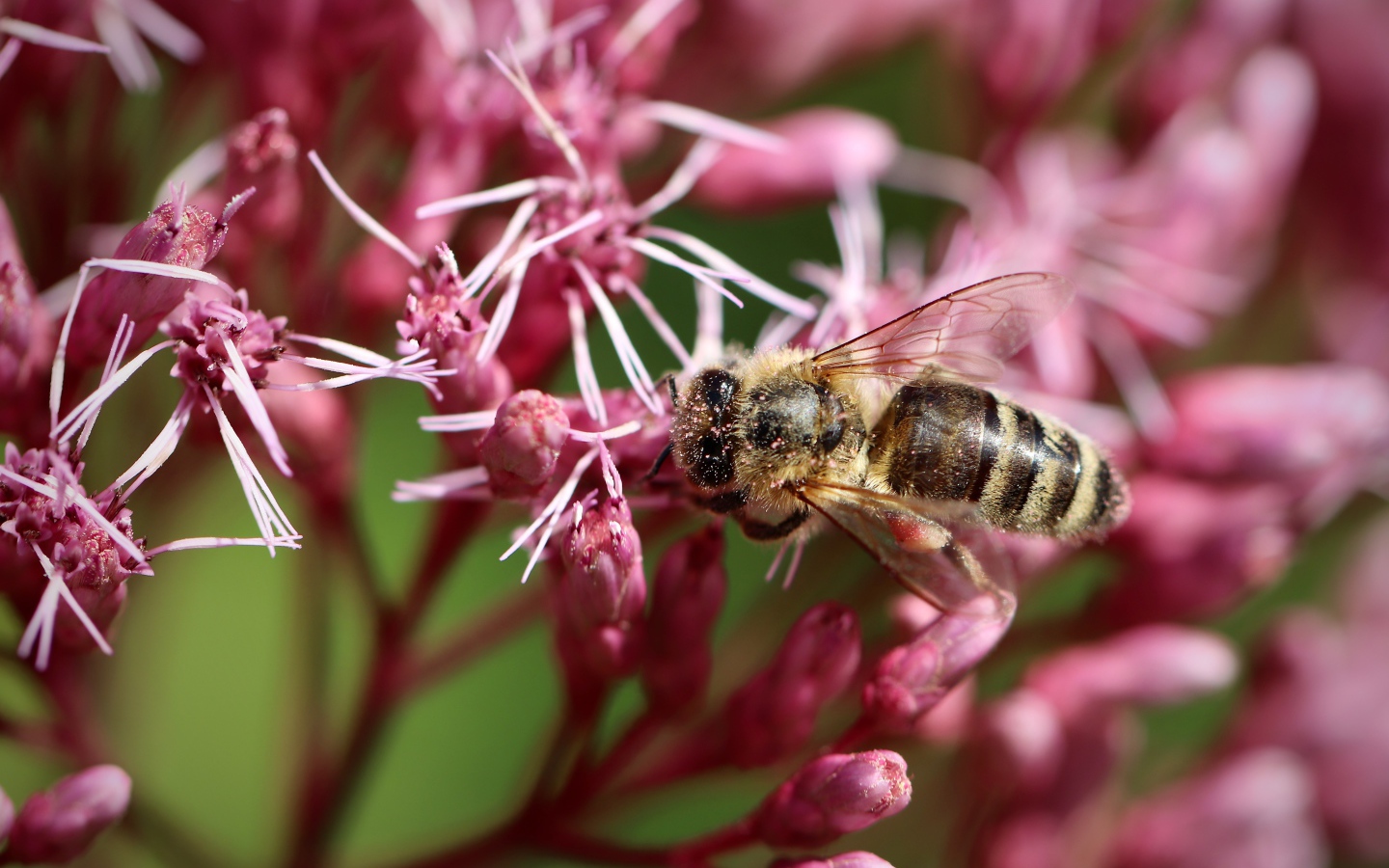 Маленькая пчела собирает нектар на розовом цветке