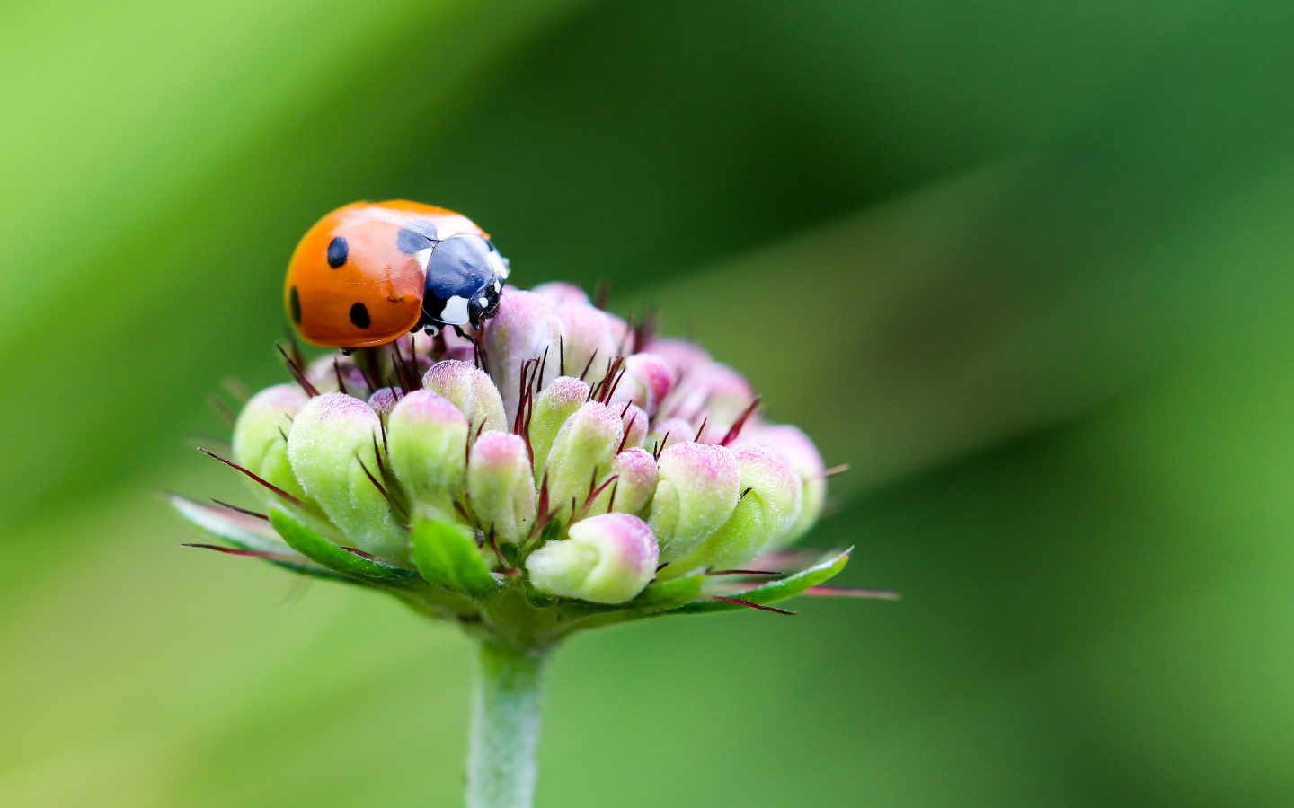 Красная божья коровка сидит на цветке на зеленом фоне