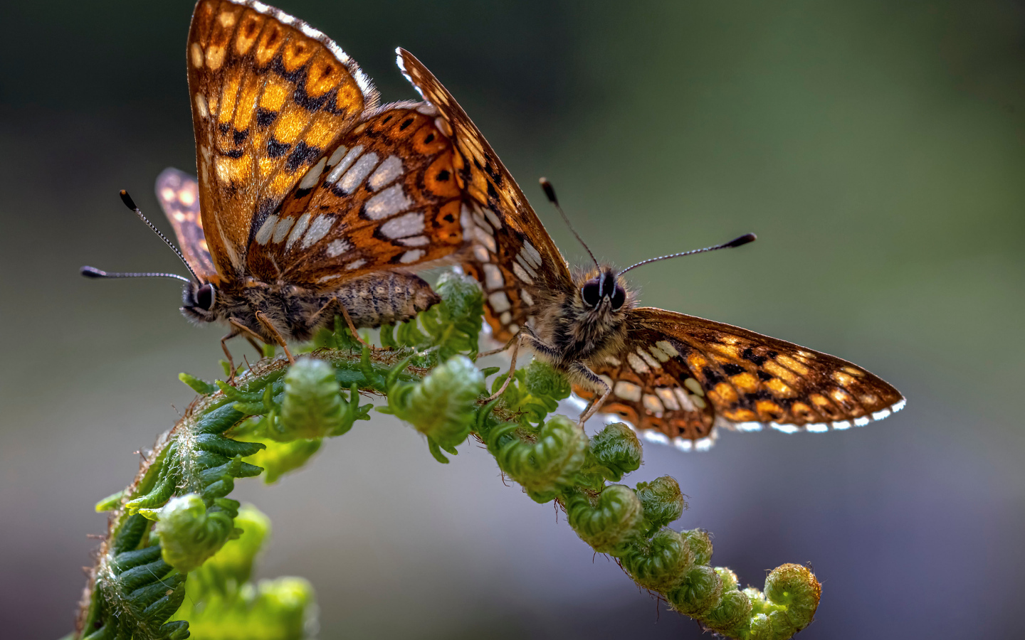 Две коричневые бабочки на зеленом листе папоротника 