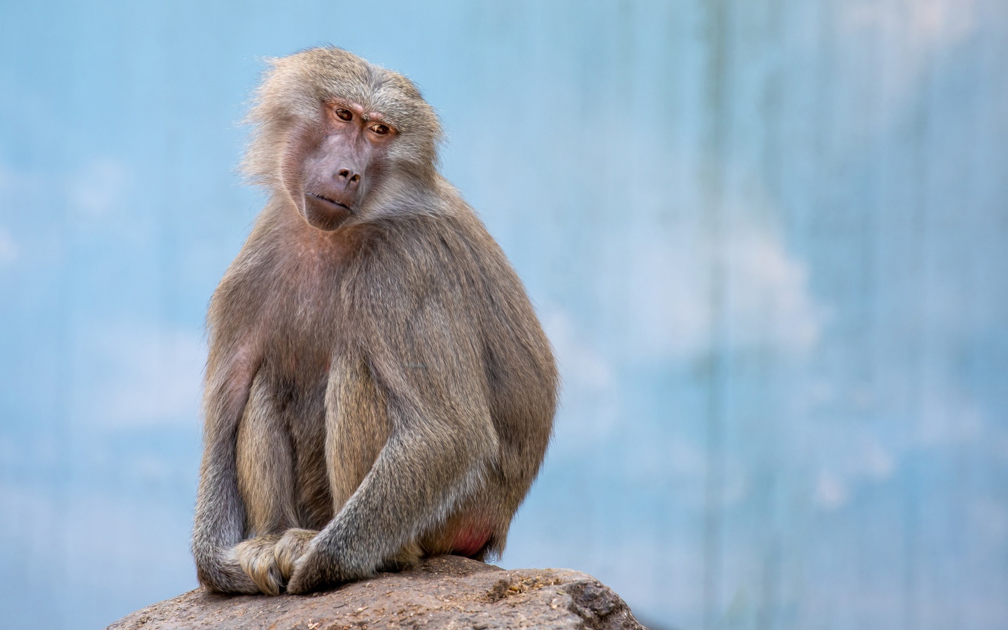 Грустная обезьяна сидит на камне в зоопарке 