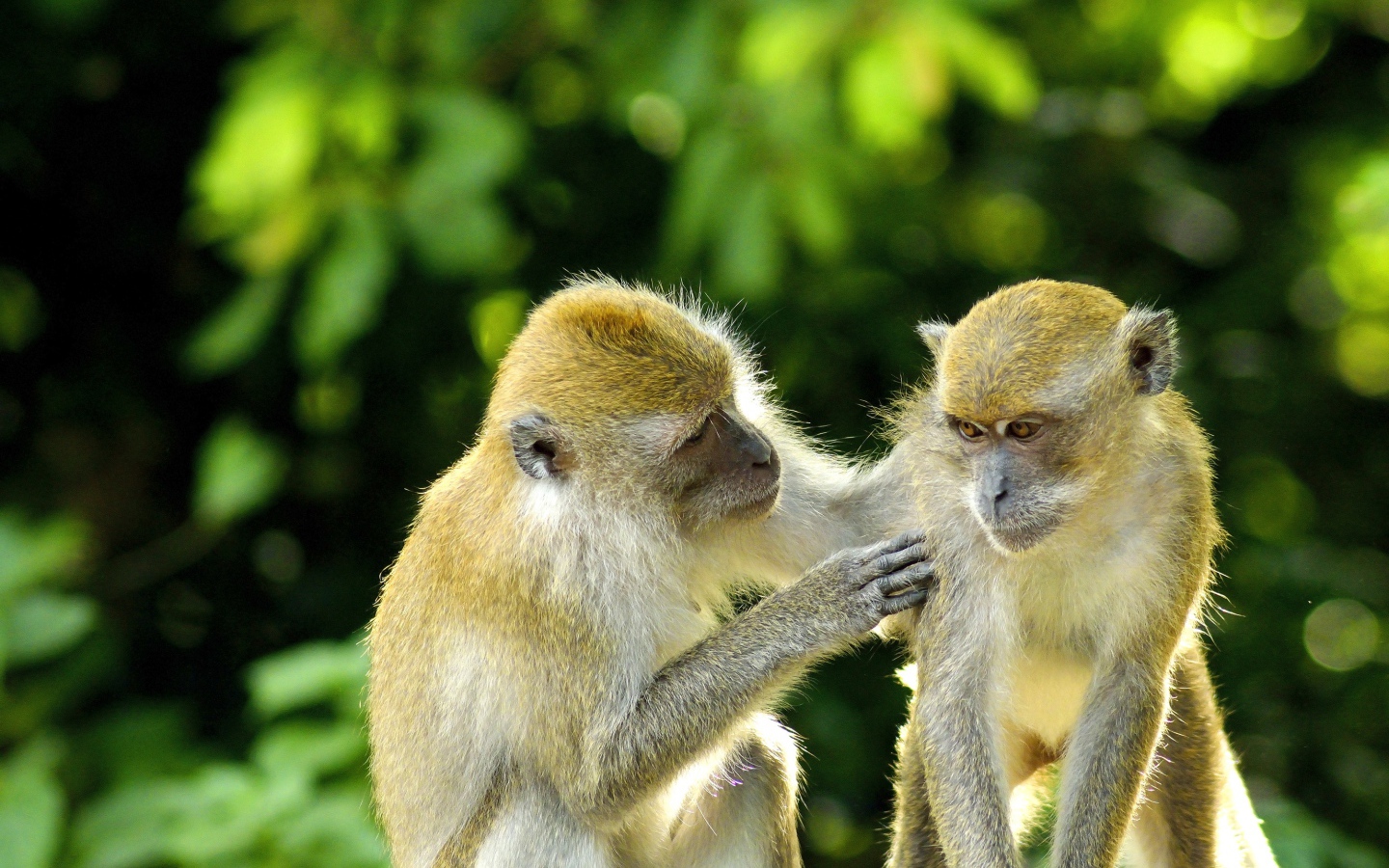 Две обезьяны на фоне листьев